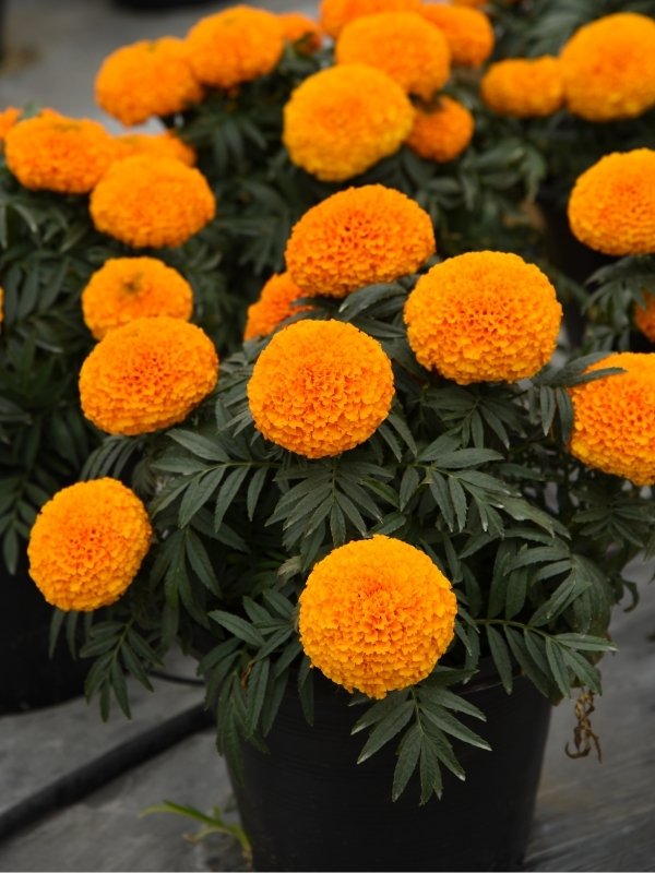 Marigold African Radiant Orange