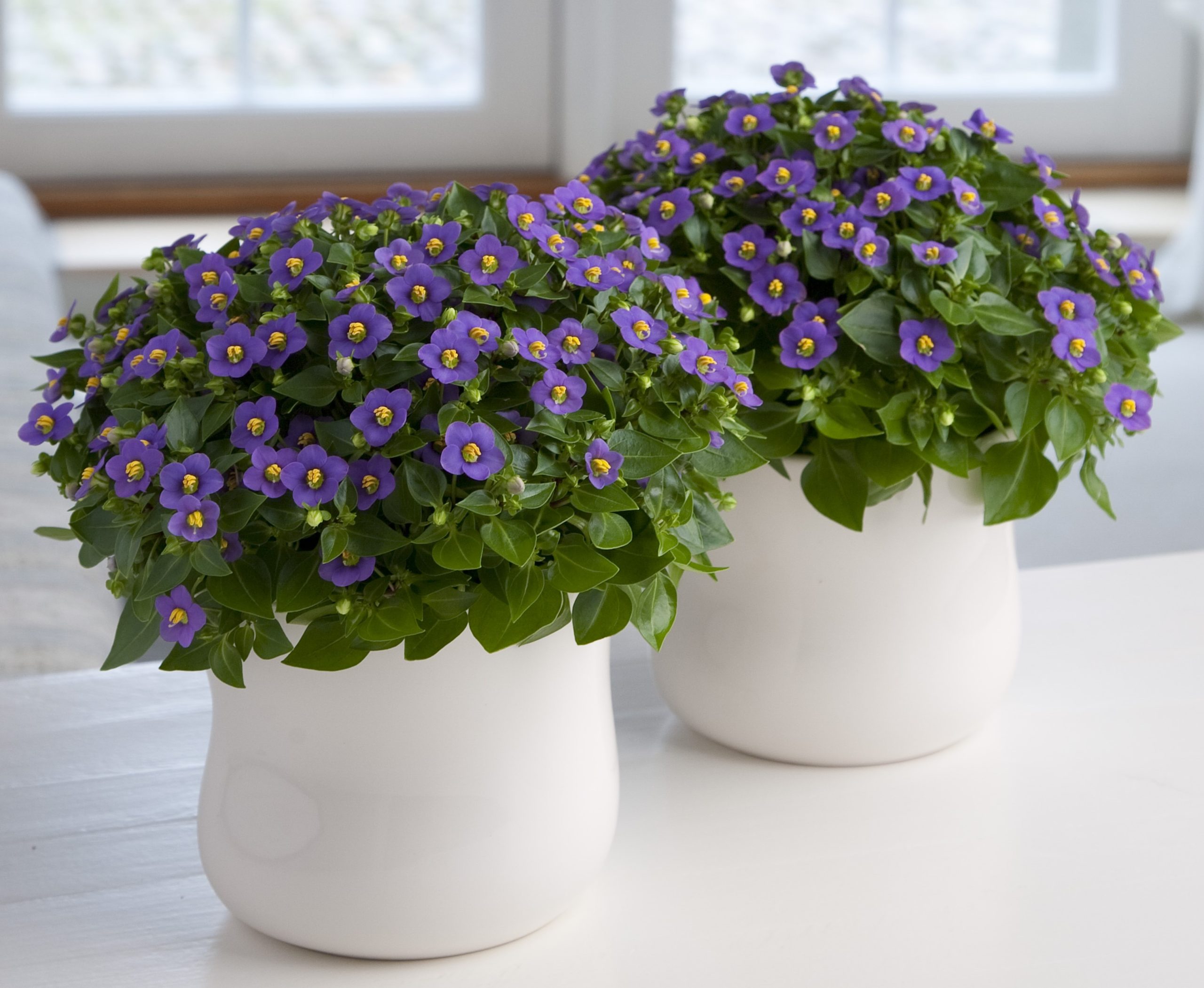 Barzin Alice Deep Blue