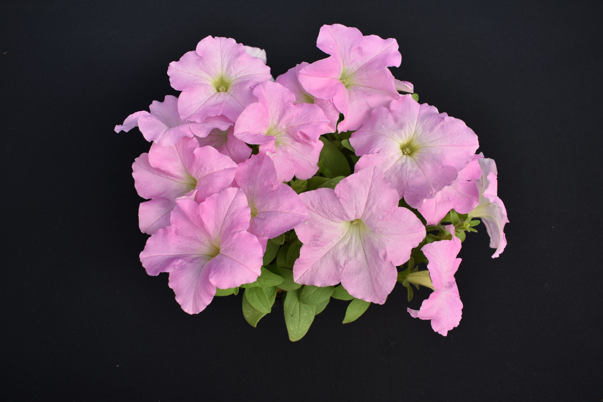 Petunia F1 Bello Appleblossom