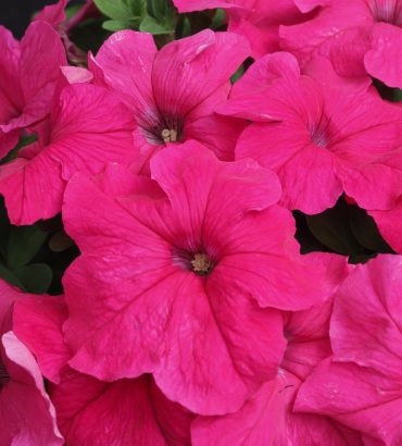 Petunia F1 Bello Bright Rose