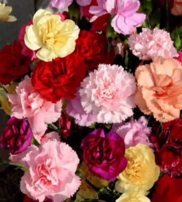 Carnation Chaubad Mix