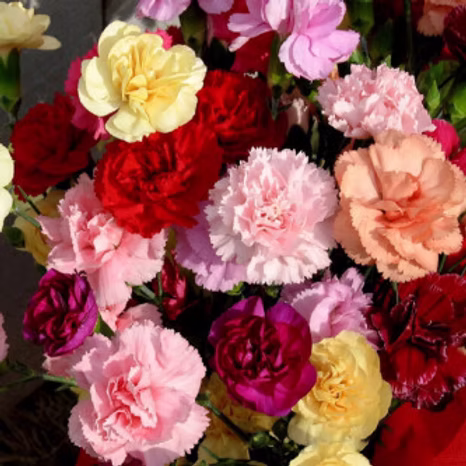Carnation Chaubad Mix