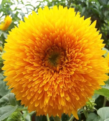 Sunflower Dwarf Double