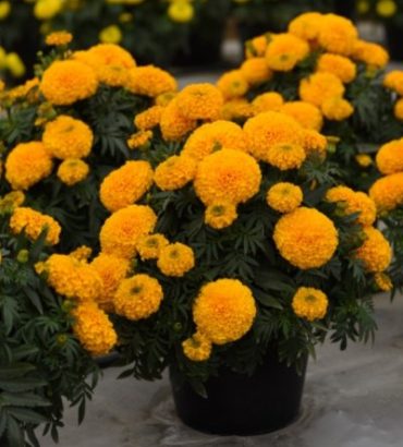 Marigold African Radiant Gold