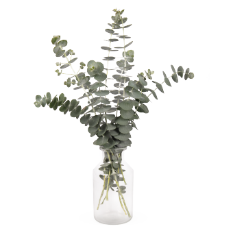 Eucalyptus Baby Blue