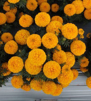 Marigold African Pacific Gold