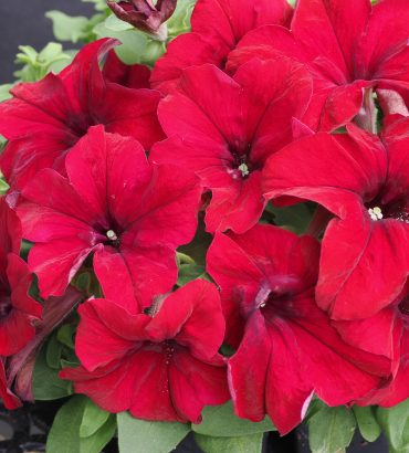 Petunia F1 Bello Burgundy Red