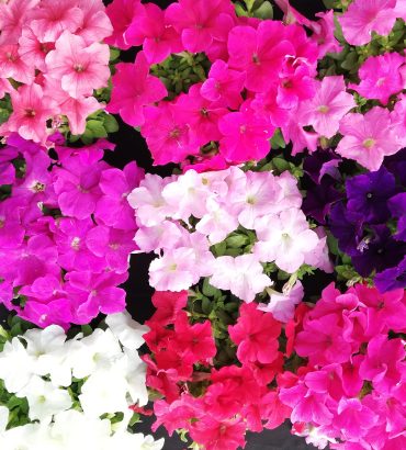 Petunia F1 Bello Mix