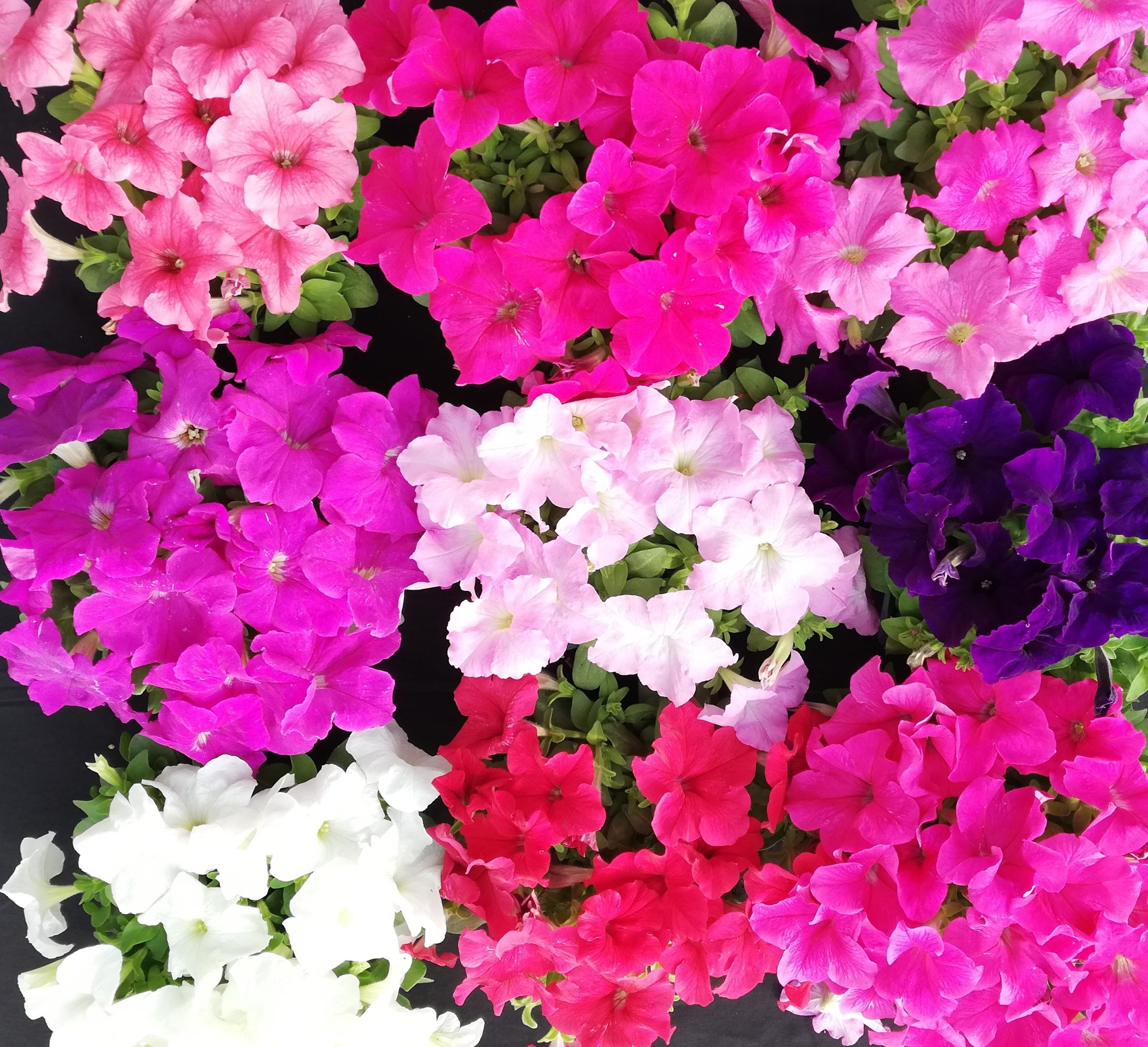 Petunia F1 Bello Mix