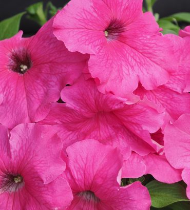 Petunia F1 Bello Pink