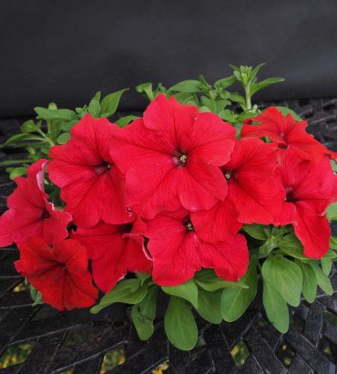 Petunia F1 Bello Red