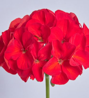 Geranium Merwin Bright Red