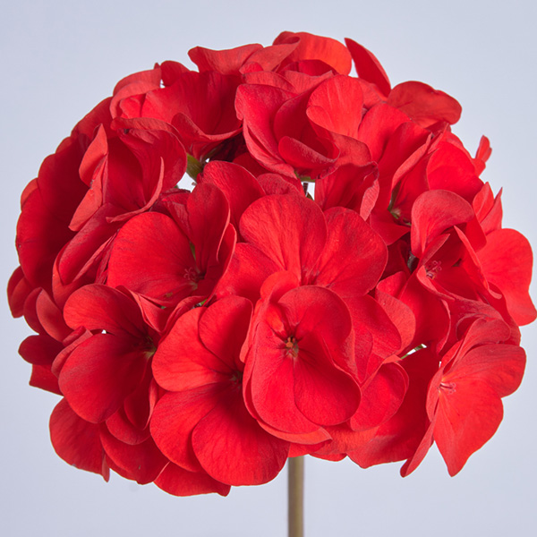 Geranium Merwin Deep Red