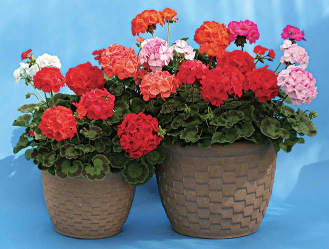 Geranium Merwin Mix