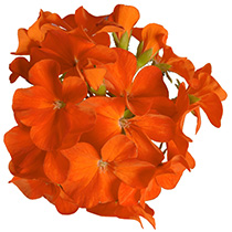 Geranium F1 Hawk Orange