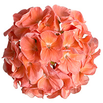 Geranium F1 Hawk Salmon