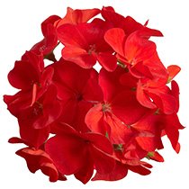 Geranium F1 Hawk Scarlet
