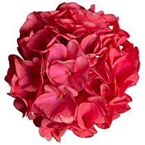 Geranium F1 Hawk Violet
