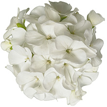 Geranium F1 Hawk White