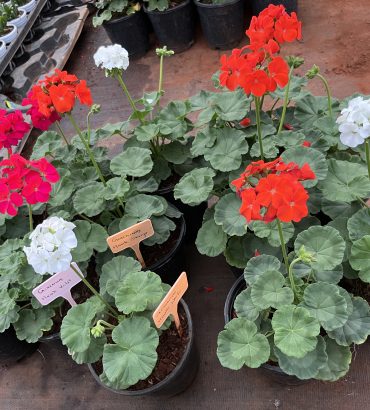 Geranium F1 Hawk Mix
