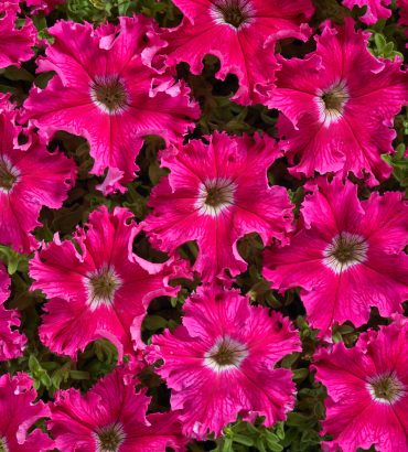 Petunia F1 Kia Rosy