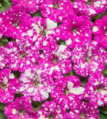 Petunia Spoty Deep Pink