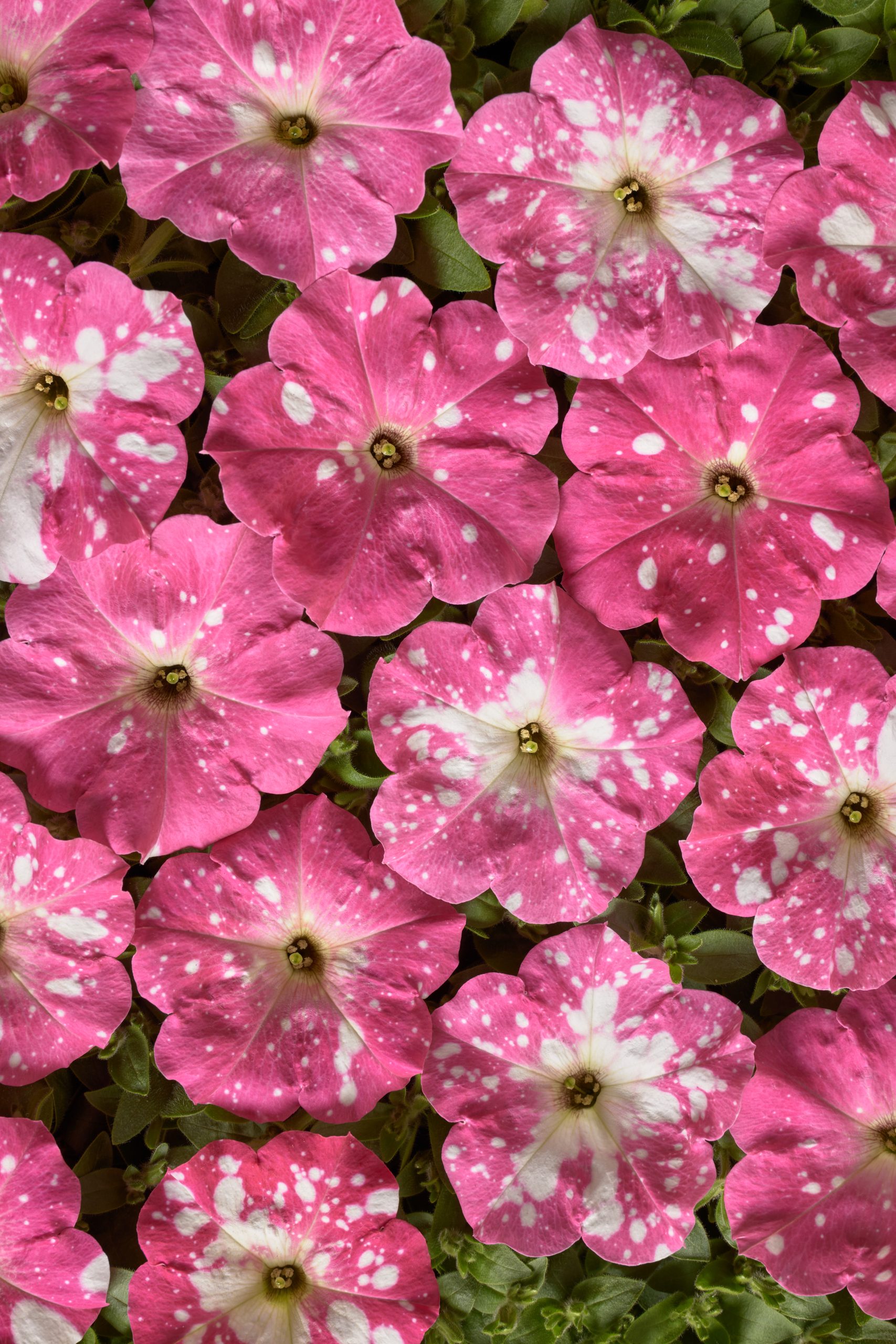 Petunia Spoty Rose