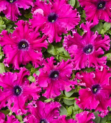 Petunia F1 Kia Purple