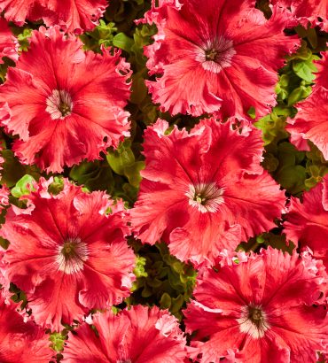 Petunia F1 Kia Red