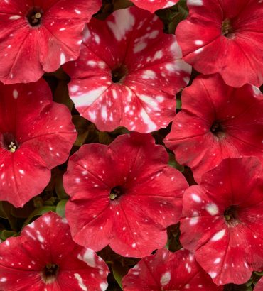 Petunia Spoty Red