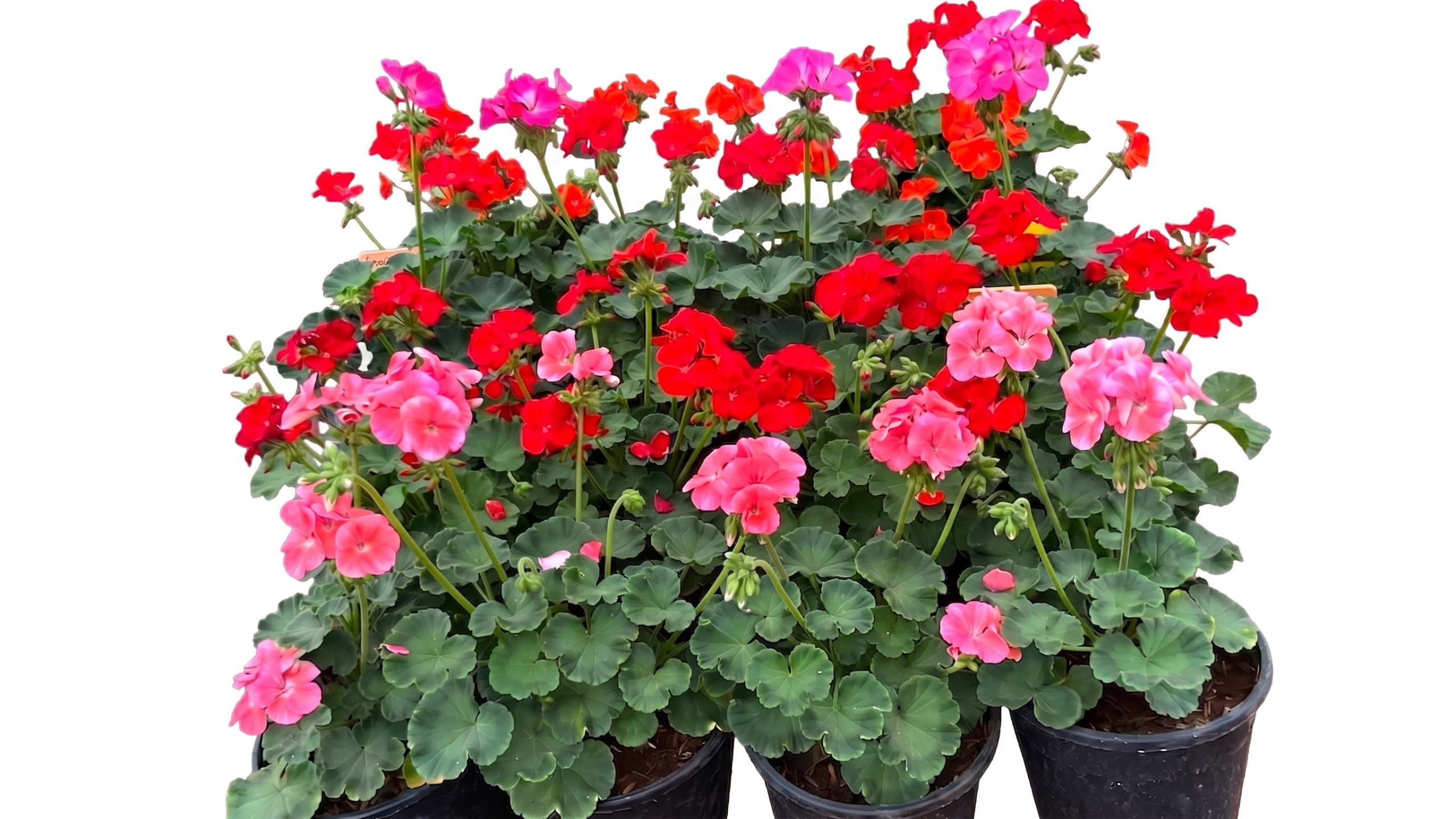Geranium F1 Tocsin Mix